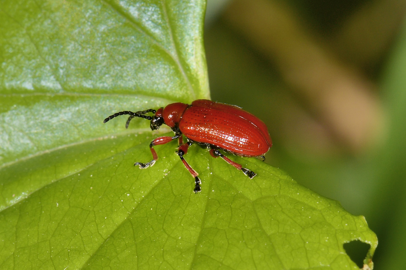 Chrysomelidae:  Lilioceris merdigera? S.